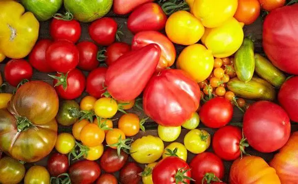 Vilken temperatur tål tomatplantor i ett växthus, på det öppna fältet, på en balkong, under täckmaterial, i ett växthus?