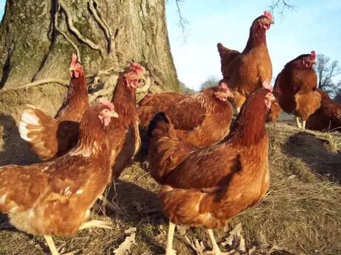 Paano matukoy ang edad ng manok: mga posibleng paraan