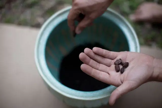 Qualitats de sembra de llavors: mètodes per determinar la puresa i el malbaratament de les llavors