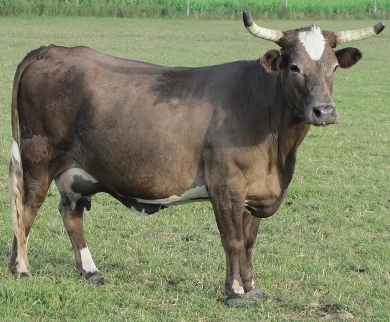 Virendurchfall bei Rindern: Symptome, Ursachen, tierärztliche Beratung zur Behandlung und Vorbeugung