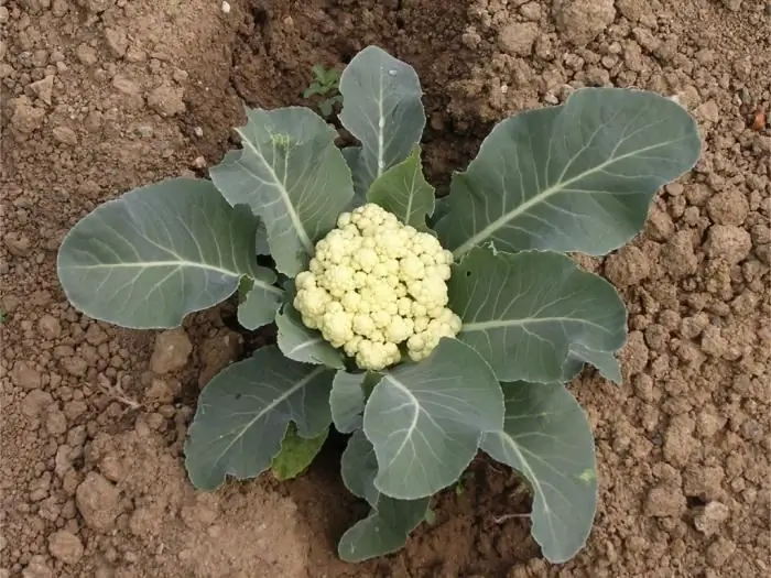 Wie man Blumenkohl anbaut: die Geheimnisse einer großen Ernte