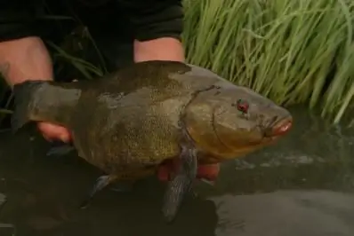 Cara membuat kolam ikan dengan tangan anda sendiri. Menternak ikan di kolam dari A hingga Z