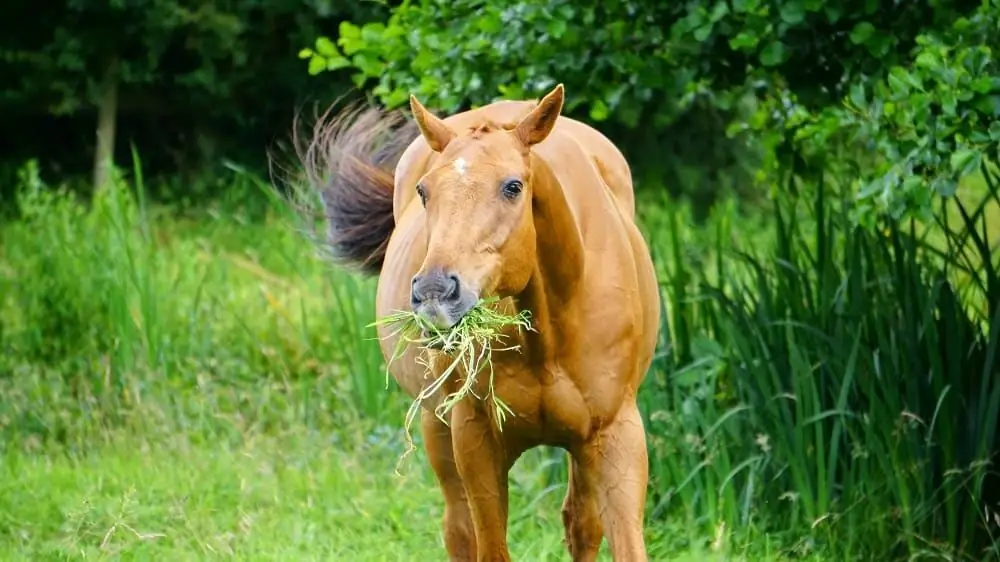 How to feed horses: types of feed, nutritional rules and diet