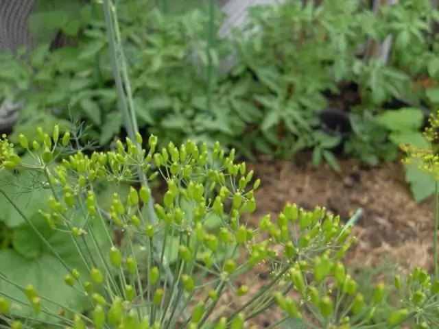 Che tipo di terreno piace alle carote? Terreno per carote e barbabietole, cipolle e aneto