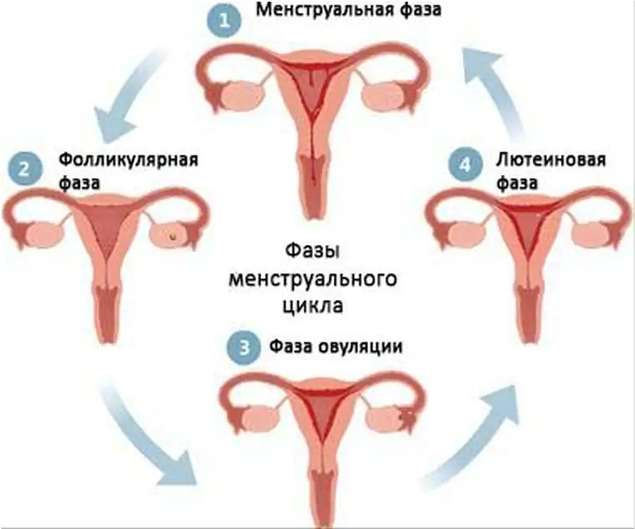 Лютеальды фаза дегеніміз не?