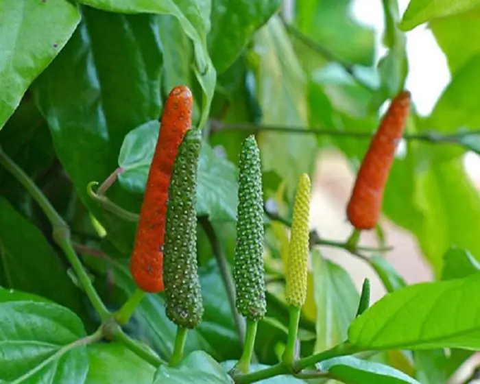 Hosszú paprika: fajták, fajták, termesztési jellemzők, receptek felhasználásával, gyógyászati tulajdonságai és felhasználása