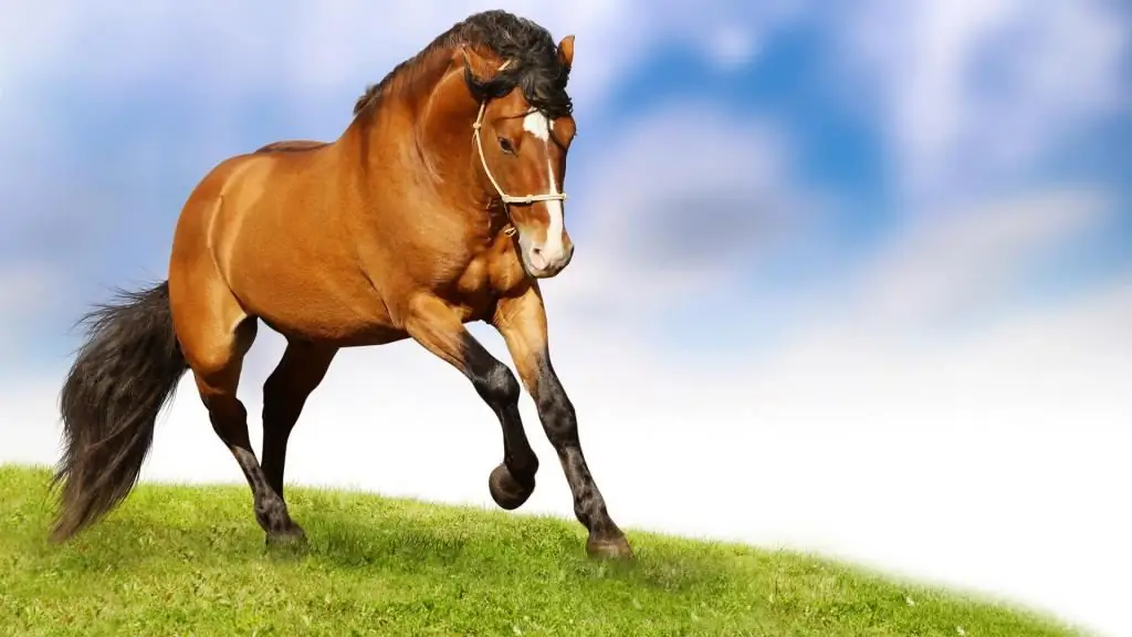 Regels en technieken voor het voeren van paarden, hun dagelijkse voeding en onderhoud, verzorging en fokken van dieren