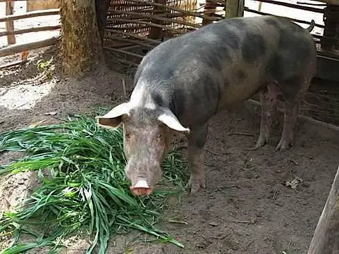 תוספים ביולוגיים וממריצי גדילה לחזירים: סקירה כללית, הרכב, תכונות יישום וסקירות