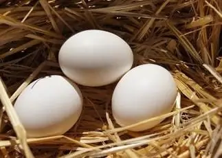 Une bonne alimentation des poules pondeuses est la clé d'une bonne productivité