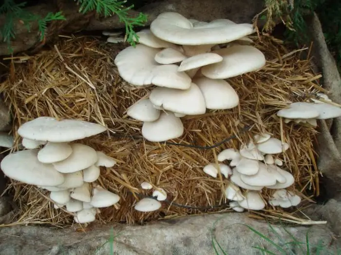 Gojenje ostrig kot podjetje: ocene, fotografije. Poslovni načrt za gojenje ostrig doma