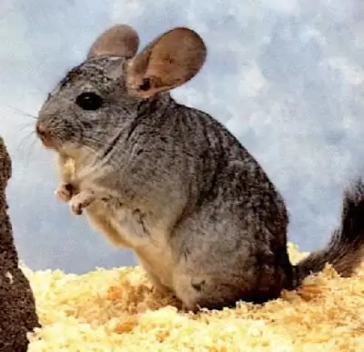 Chinchilla kweken als bedrijf: kweken, houden, kweken thuis