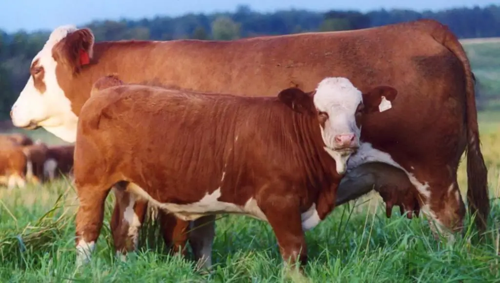 Simmentaler, ras van koeie: foto en beskrywing, eienskappe, voor- en nadele van die ras