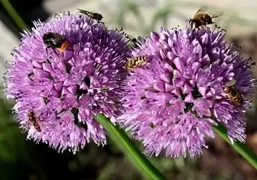 rocambole blomställningar