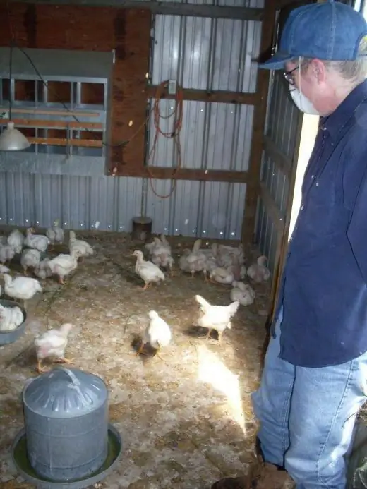 Disinfection of the chicken coop: products, preparations. How to disinfect a chicken coop?