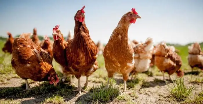 Ayam salib. Menanam ayam di rumah untuk pemula. Baka ayam hibrid