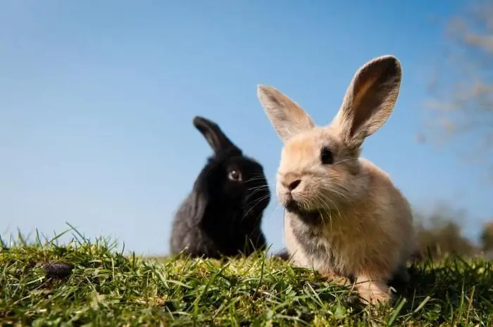 Combien pèse un lapin ? Races de lapins à viande. Elevage de lapins pour la viande