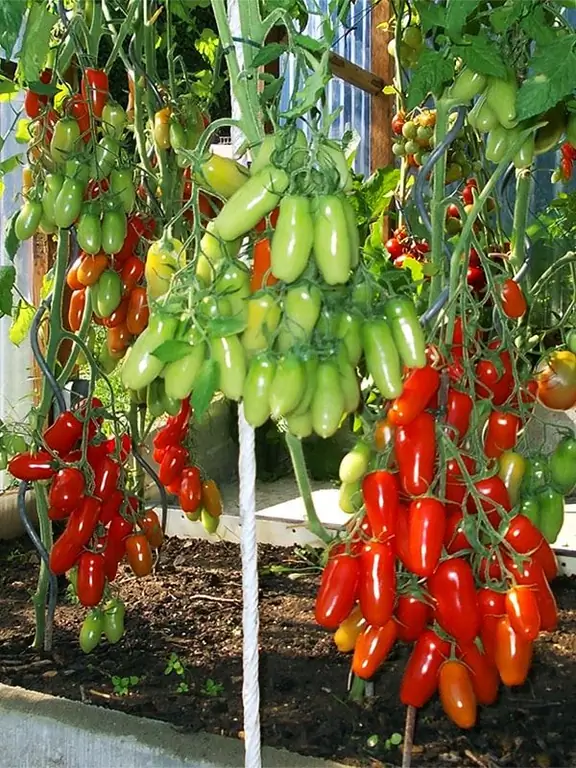 Flashen tomato description