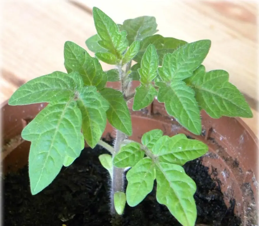 Anbau von Flashen-Tomaten