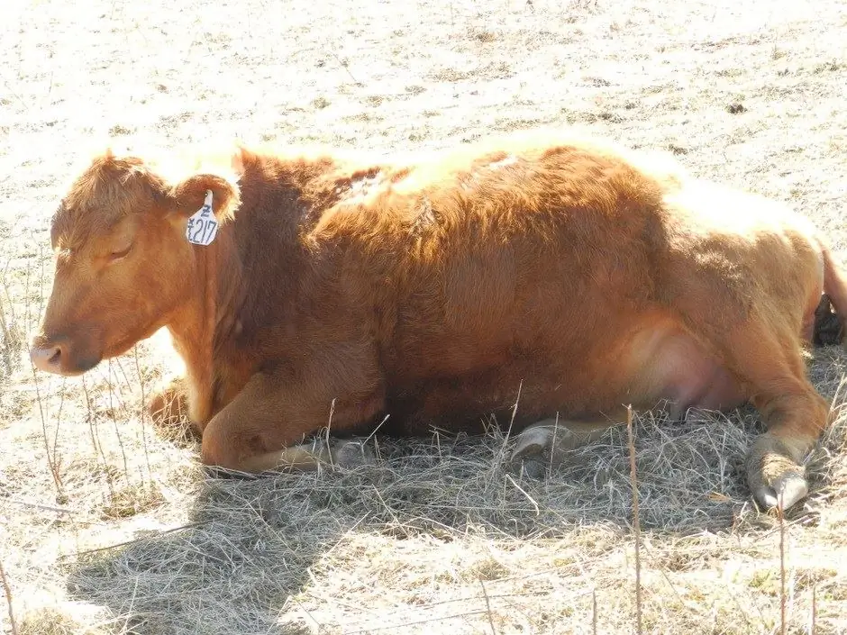 Si të drejtoni siç duhet një lopë para pjelljes. Shenjat e një lindjeje të ardhshme