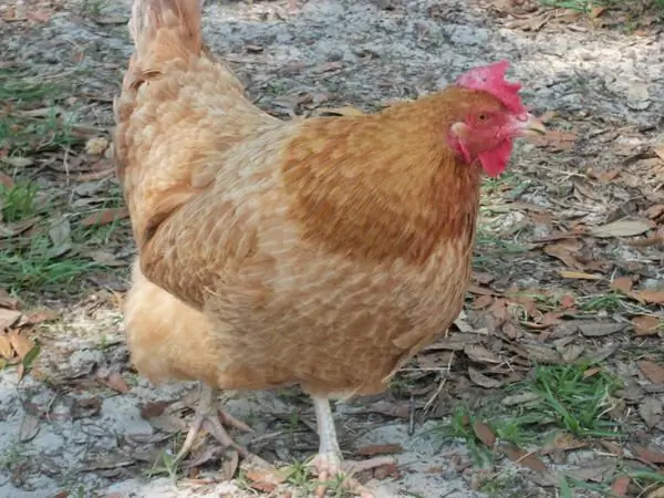 Kuchinsky anniversary chickens. Meat chickens. Egg breeds of chickens