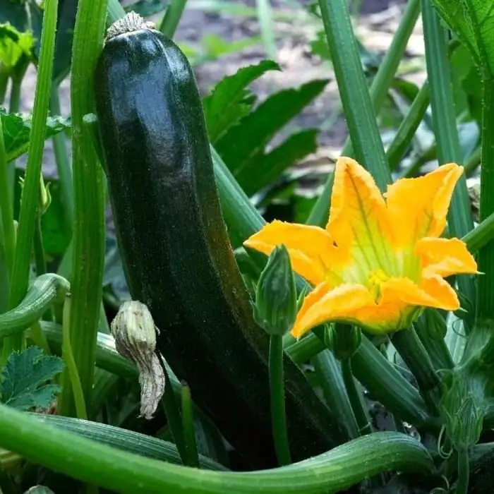 ulasan tampan zucchini hitam