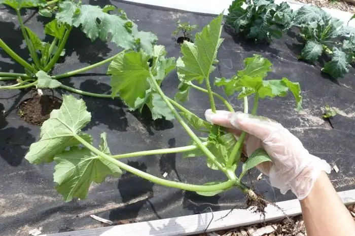 courgette zwart knappe foto