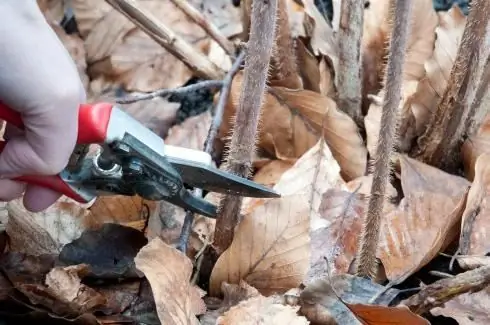 Kada rezati maline, kako to učiniti ispravno i dobiti izvrsnu berbu?