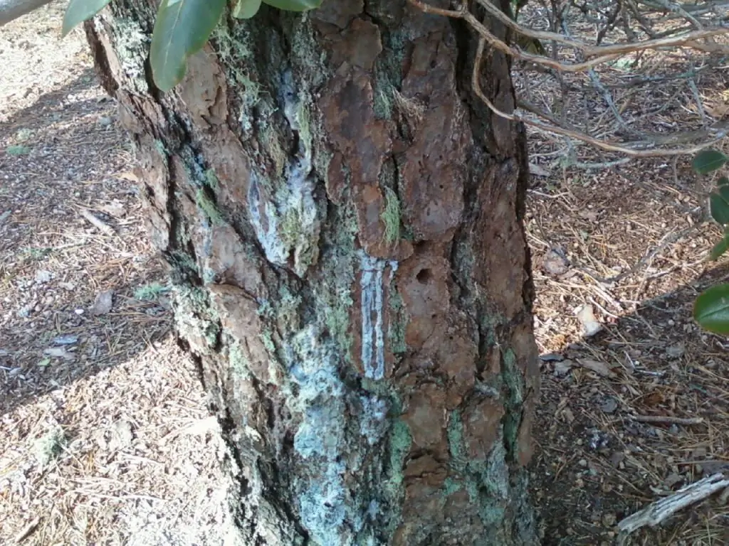 Kayu busuk dengan lubang cacing