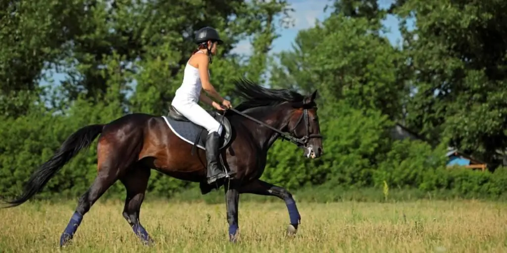 Cómo controlar un caballo: la rienda del jinete, las órdenes necesarias, la posición del cuerpo, el látigo y las espuelas