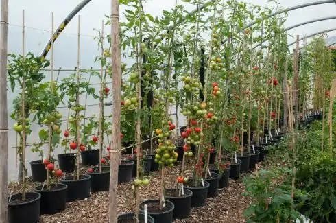 ¿Cómo hacer crecer una buena cosecha de tomates en un invernadero, en campo abierto?