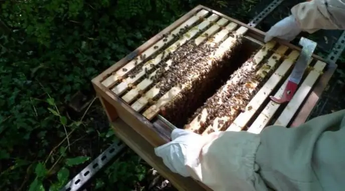 Feeding bees for the winter with sugar syrup. Time and amount of feeding