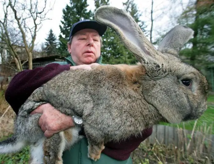 kanirodut kuvilla ja nimillä