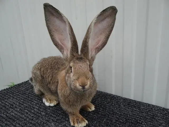 qhov zoo tshaj plaws nqaij breeds ntawm rabbits