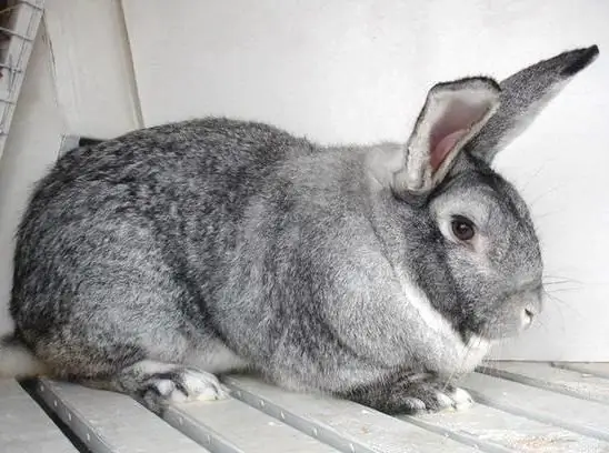 Mô tả chinchilla của Liên Xô