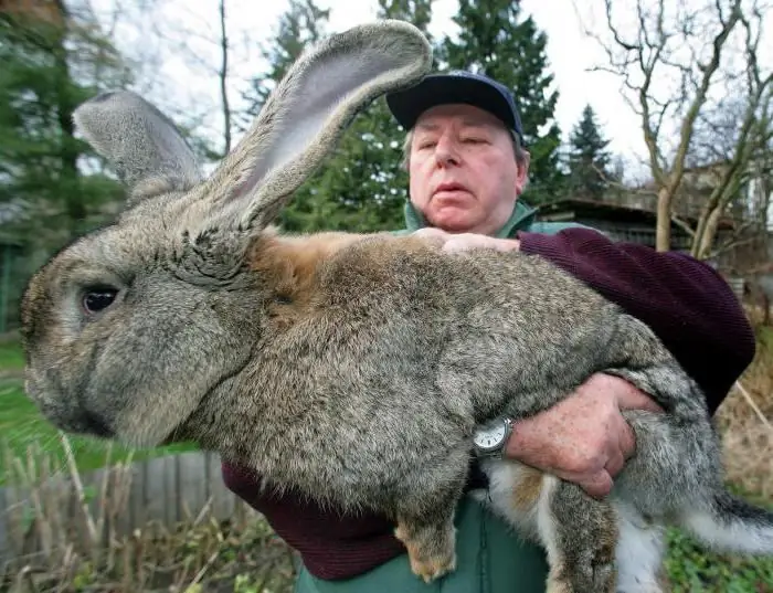 Races de lapins avec photos et noms. Lapins géants. Races de viande de lapins