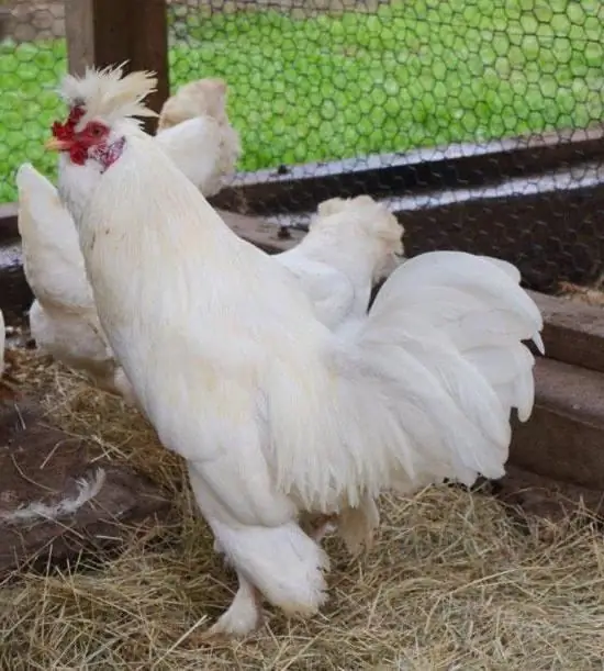 Les meilleures races de poules pondeuses avec photos et noms