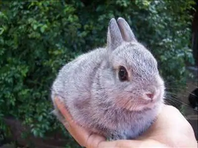 life span of dwarf rabbits