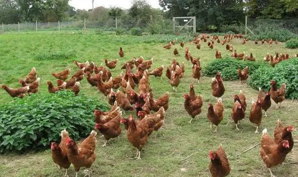 Diarréia amarela em galinhas