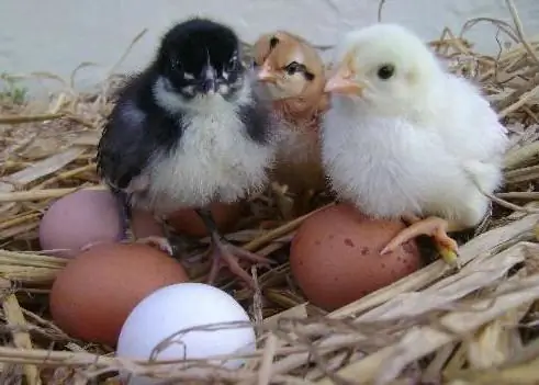 Diarrea en gallinas ponedoras